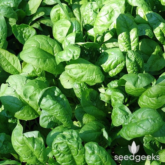 25 SPINACH Giant Noble SeedsNON-GMOFresh Vegetable Garden Seeds US SELLER