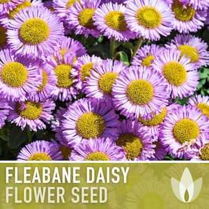 Fleabane Daisy Flower Seeds - Dainty Daisy, Aspen Daisy, Showy Daisy, Heirloom Seeds, Cut Flowers, Craft Flowers, Cottage Garden, Non-GMO