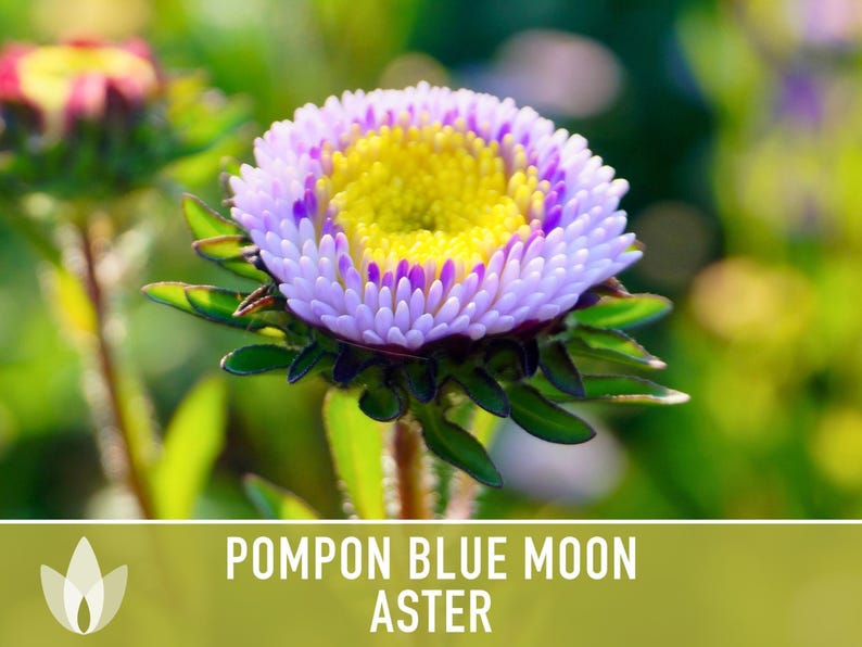 Blue Moon Aster Seeds | 30+ Seeds, Heirloom Pompon, Vibrant Cut Flowers | Callistephus chinensis image 8