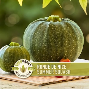 Peut inclure: Deux courges d'été Ronde de Nice vertes, une grande et une petite, sont présentées sur un tapis en bambou. La plus grande courge est à l'arrière-plan, avec une petite tomate devant. Le logo Seed Geeks est visible.