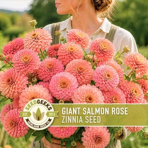Peut inclure: Un grand bouquet de fleurs de zinnia couleur saumon avec des p&eacute;tales superpos&eacute;s et des tiges vertes. Une &eacute;tiquette rectangulaire porte le texte SEEDGEEKS EST. 2013 HEIRLOOM SEED CO. et GIANT SALMON ROSE ZINNIA SEED en lettres blanches et vert fonc&eacute;.