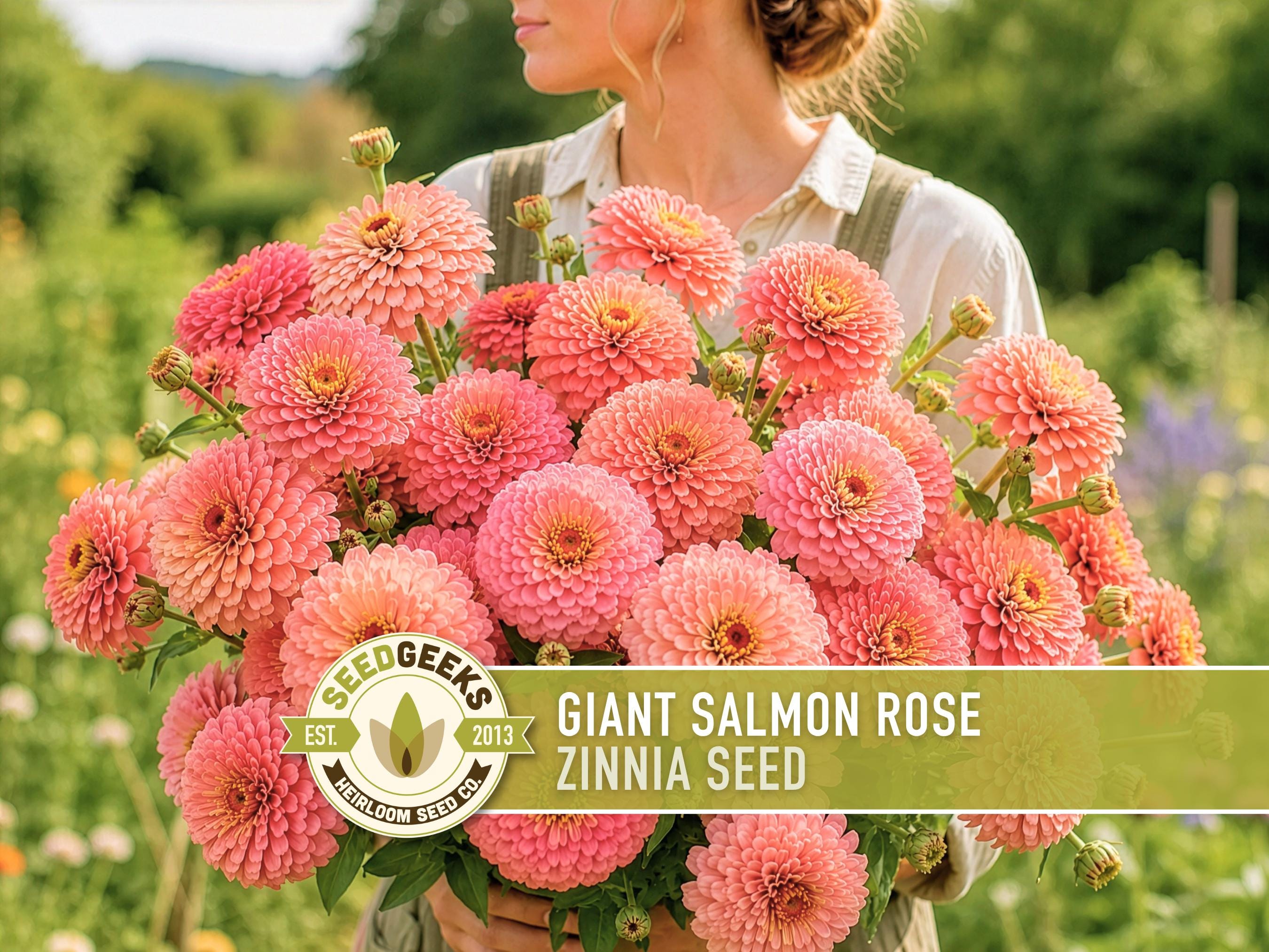 Benary's Giant Salmon Rose Zinnia Seed | Flower Seeds, Cut Flower, Huge Blooms | Zinnia elegans