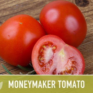 Moneymaker Tomato Seeds Heirloom Seeds, Indeterminate, Slicing Tomato, Sauce Tomato, High Yield, Heat Loving, Salsa Garden, Non-GMO image 5