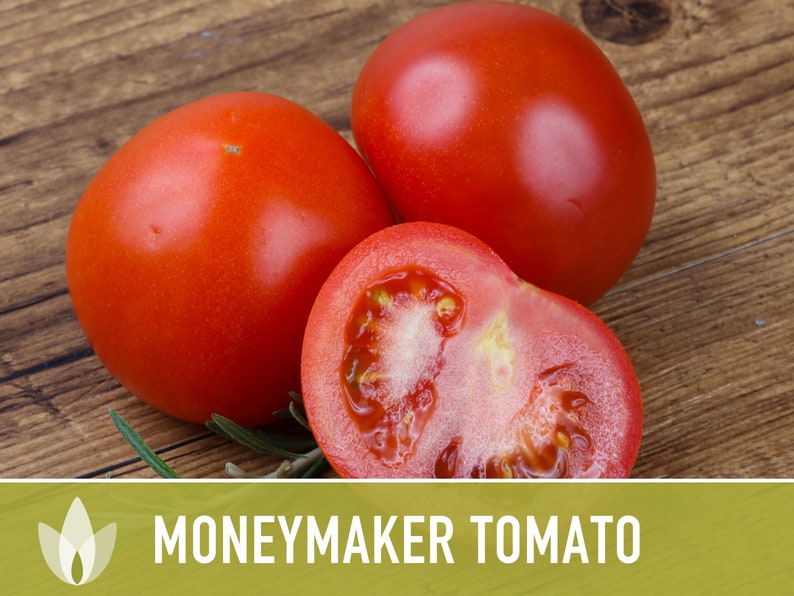 Moneymaker Tomato Seeds Heirloom Seeds, Indeterminate, Slicing Tomato, Sauce Tomato, High Yield, Heat Loving, Salsa Garden, Non-GMO image 5