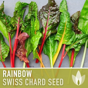 Rainbow Swiss Chard Heirloom Seeds
