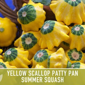 Yellow Scallop Patty Pan Bush Summer Squash Heirloom Seeds image 9
