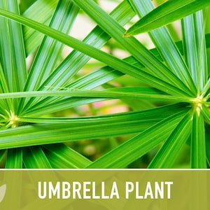 Umbrella Plant Seeds – Cyperus Alternifolius, Ornamental Grass, Non-GMO image 8
