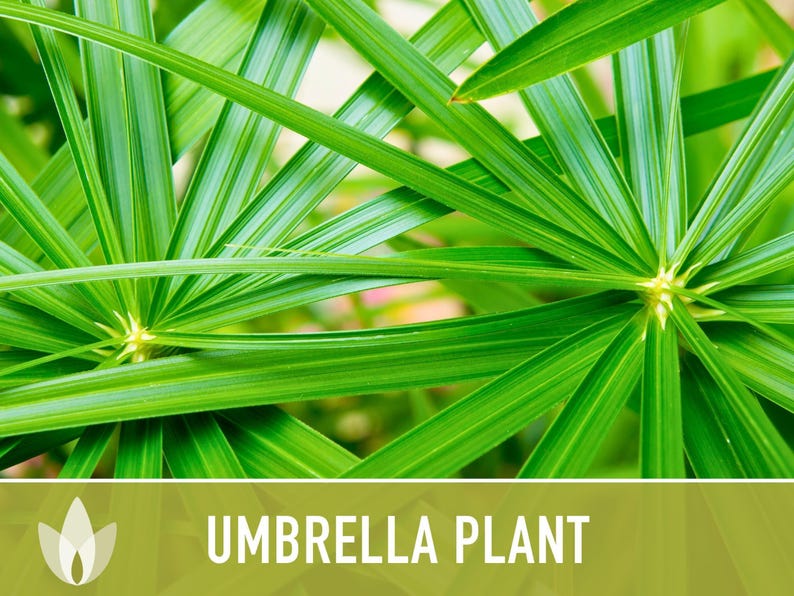 Umbrella Plant Seeds – Cyperus Alternifolius, Ornamental Grass, Non-GMO image 8
