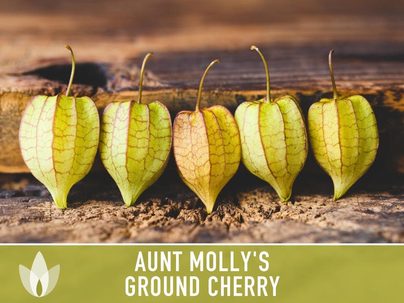 Aunt Molly's Ground Cherry Seeds | 25+ Seeds, Heirloom Fruit for Salsa, Jam, Physalis pruinosa image 8