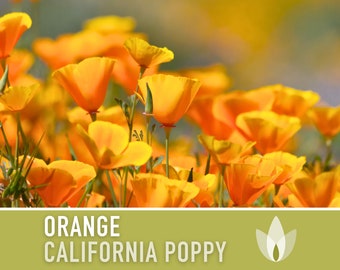 California Orange Poppy Heirloom Seeds - Flower Seeds, Cool Weather Seeds, Flowers, Cool Season Flowers, Annual, California