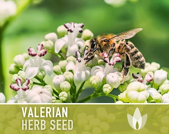 Valerian Herb Seeds - Heirloom Seeds, Medicinal Herb Seeds, Natural Sleep Aid, Open Pollinated, Non-GMO