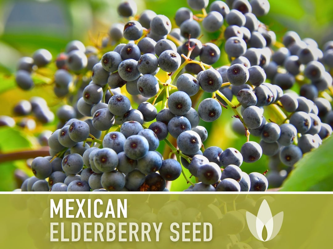 Mexican Elderberry Seeds Heirloom Seeds, Sambucus Mexicana, Tapiro Seeds, Medicinal Plant, Fruit
