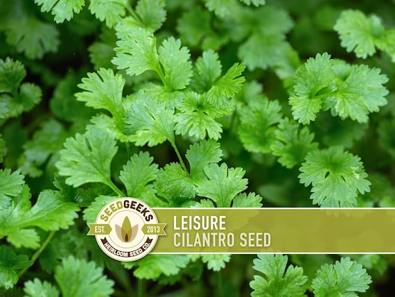 Leisure Cilantro Seeds - Slow Bolting Coriander, Non-GMO