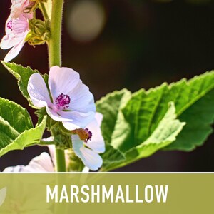 Marshmallow Herb Seeds | 50+ Seeds, Organic, Medicinal, Culinary, Heirloom Flower, Althaea Officinalis image 9