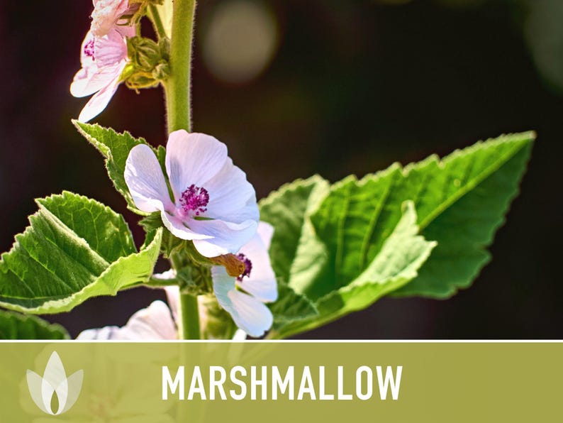 Marshmallow Herb Seeds | 50+ Seeds, Organic, Medicinal, Culinary, Heirloom Flower, Althaea Officinalis image 9