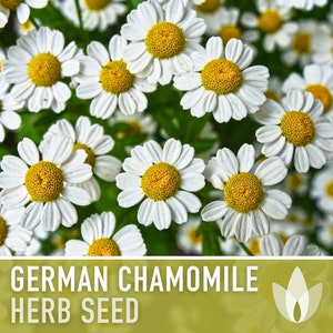 German Chamomile Herb Heirloom Seeds