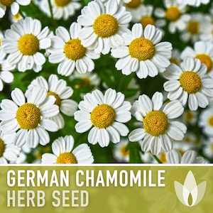 German Chamomile Herb Heirloom Seeds