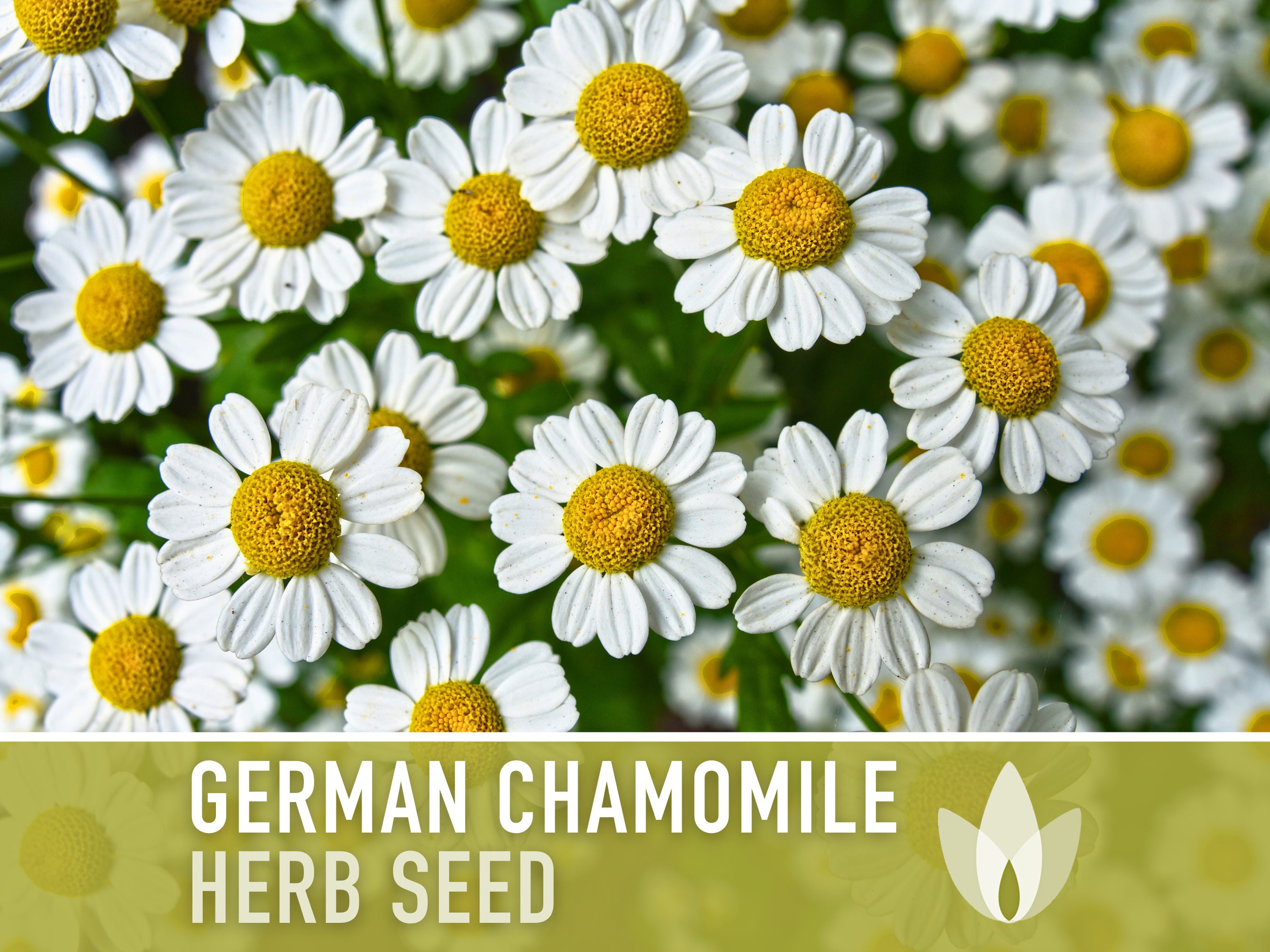 German Chamomile Herb Heirloom Seeds