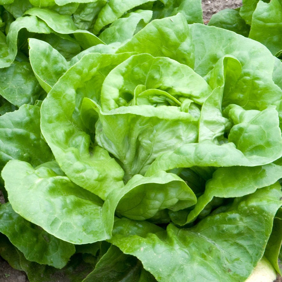 Buttercrunch Butterhead Lettuce Heirloom Seeds Open Etsy