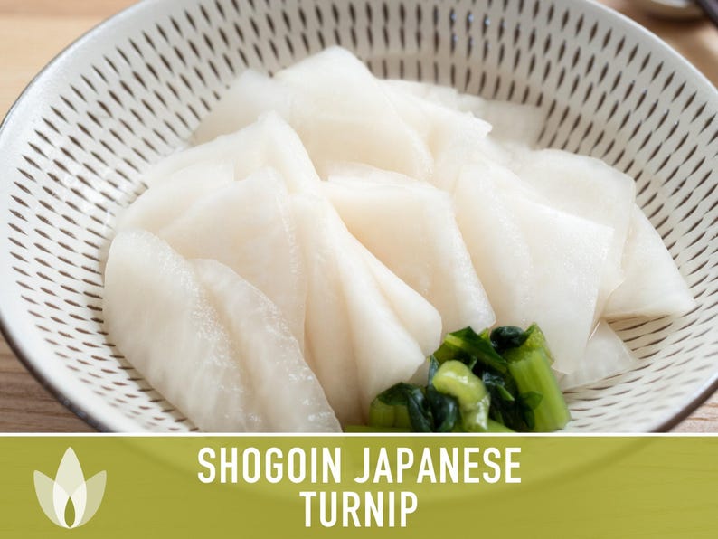 Shogoin Japanese Turnip Heirloom Seeds - Root Vegetables, Fall Garden, Microgreens, Container Garden, Non-GMO Bild 8