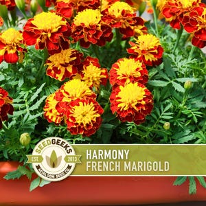 Harmony French Marigold Seeds, Dwarf Bi-Colored Blooms, Heirloom Non-GMO