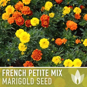 Marigold French Petite Mix Dwarf Flower Seeds - Heirloom Seeds, Flower Mix, Pollinator Friendly, Bee Garden, Non-GMO