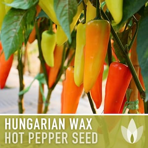 Hungarian Wax Hot Pepper Heirloom Seeds