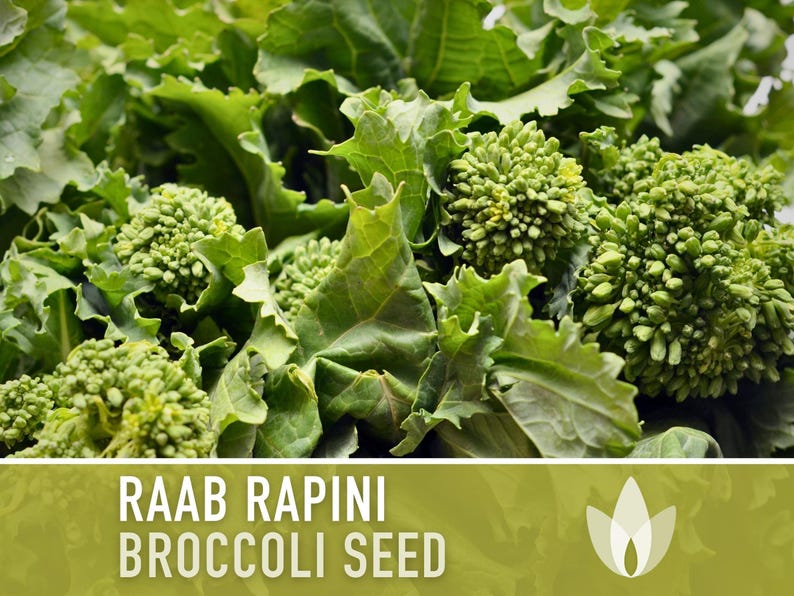Broccoli Raab Rapini Heirloom Seeds image 5