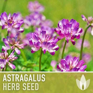 Astragalus Herb Seeds - Heirloom Seeds, Chinese Milk Vetch, Huang Qi, Traditional Chinese Medicine, Adaptogen, Open Pollinated, Non-GMO