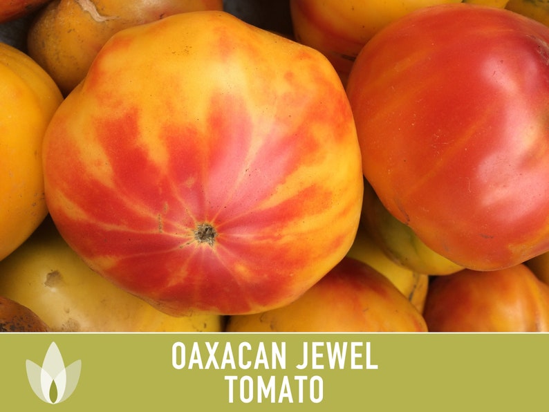 Oaxacan Jewel Tomato Heirloom Seeds Etsy