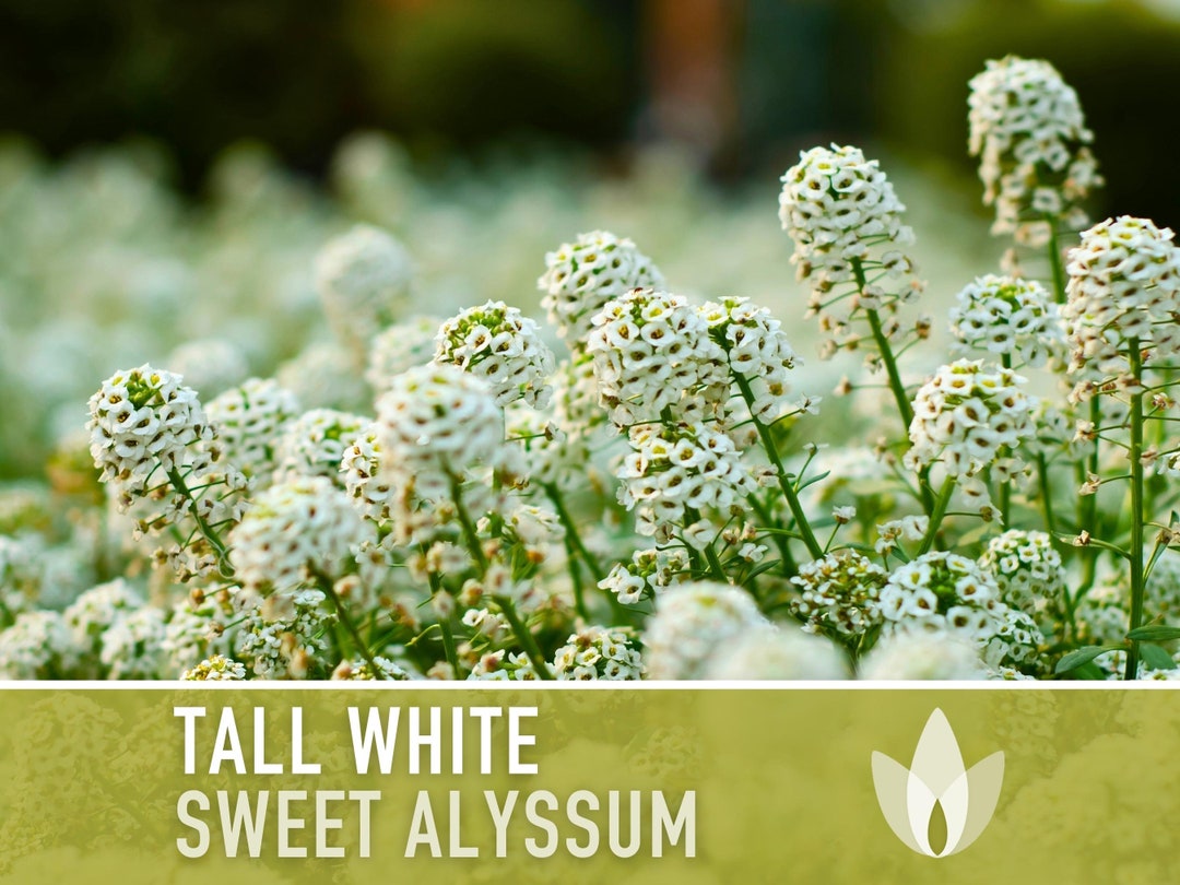 Sweet Alyssum, Tall White Flower Seeds Heirloom Seeds, Delicate Flowers