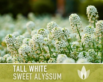 Sweet Alyssum, Tall White Flower Seeds - Heirloom Seeds, Delicate Flowers, Fragrant White Blooms, Bee Friendly, Lobularia Maritima, Non-GMO