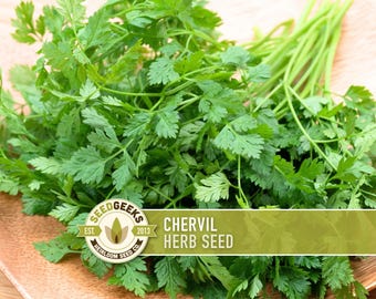 Chervil Herb Seed | 100+ Seeds, Organic, Non-GMO Culinary & Medicinal, Medieval Rare French Herb