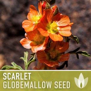 Scarlet Globemallow Seeds - Heirloom Seeds, Native Medicinal Wildflower, Showy Evergreen, Cowboy&#39;s Delight, Sphaeralcia Coccinea, Non-GMO