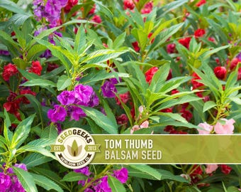 Tom Thumb Balsam Flower Seeds, Dwarf Mix, Pollinator Garden
