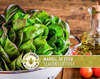 Marvel of Four Seasons Lettuce Seeds – Heirloom Bibb, Non-GMO