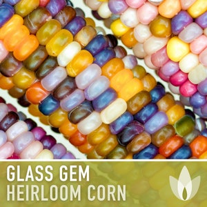 Glass Gem Corn Seeds - Heirloom Seeds, Ornamental Corn, Heirloom Popcorn, Flour Corn, Flint Corn, Hominy, Polenta, Cornbread, Non-GMO