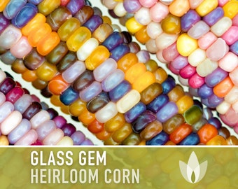 Glass Gem Corn Seeds - Heirloom Seeds, Ornamental Corn, Heirloom Popcorn, Flour Corn, Flint Corn, Hominy, Polenta, Cornbread, Non-GMO