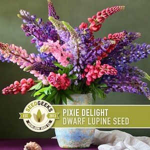 May include: A vibrant bouquet of Pixie Delight Dwarf Lupine flowers in a rustic vase. The flowers display a mix of pink, purple, and red hues. The image includes the Seed Geeks logo and text: "Pixie Delight Dwarf Lupine Seed."