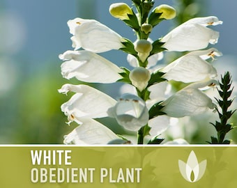 Obedient Plant, White Flower Seeds - Heirloom Seeds, False Dragonhead Seeds, Native Wildflowers, Deer Resistant, Open Pollinated, Non-GMO