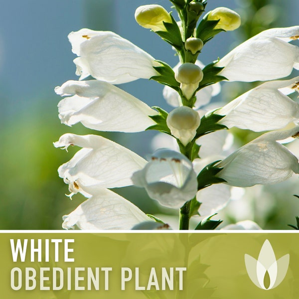 Obedient Plant, White Flower Seeds - Heirloom Seeds, False Dragonhead Seeds, Native Wildflowers, Deer Resistant, Open Pollinated, Non-GMO