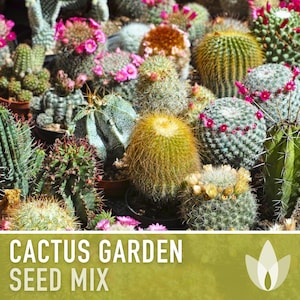 Cactus Seed, Garden Mix - Heirloom Seeds, Perennial, Desert Native Plants, Houseplants, Landscaping Plants, Easy To Grow, Non-GMO