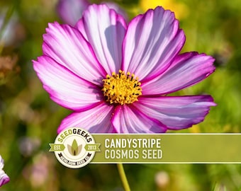 Candystripe Cosmos Flower Seeds – Heirloom, Pollinator Friendly