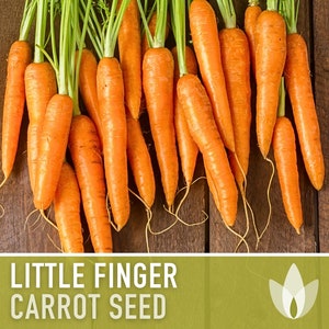 Little Finger Carrot Heirloom Seeds
