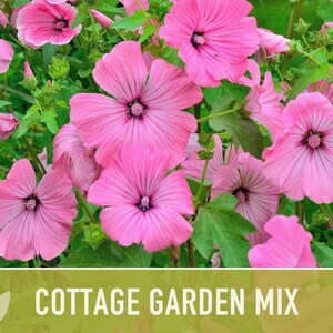 Cottage Garden Wildflower Seed Mix – Heirloom Antique Flowers bild 9
