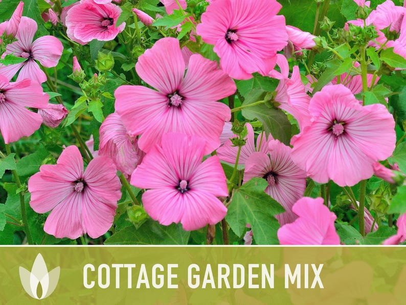 Cottage Garden Wildflower Seed Mix – Heirloom Antique Flowers bild 9