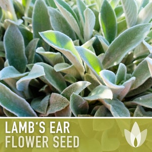 May include: Close-up of soft, fuzzy, green leaves of a Lamb's Ear plant. The text "Lamb's Ear Flower Seed" is displayed on a green background.