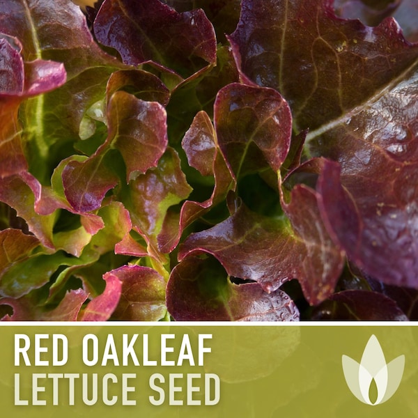 Red Oak Leaf Lettuce Heirloom Seeds - Heat Tolerant, Slow Bolting, Shade Garden, Open Pollinated, Non-GMO