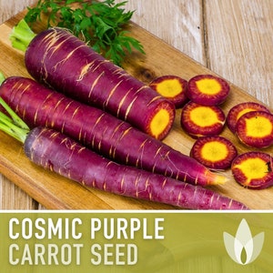 Cosmic Purple Carrot Heirloom Seeds Danvers Carrot, Purple Carrot Seeds, Juicing Carrot, Beta-Carotene, Anthocyanins, Easy to Grow Non-GMO image 1