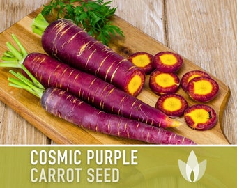 Cosmic Purple Carrot Heirloom Seeds - Danvers Carrot, Purple Carrot Seeds, Juicing Carrot, Beta-Carotene, Anthocyanins, Easy to Grow Non-GMO